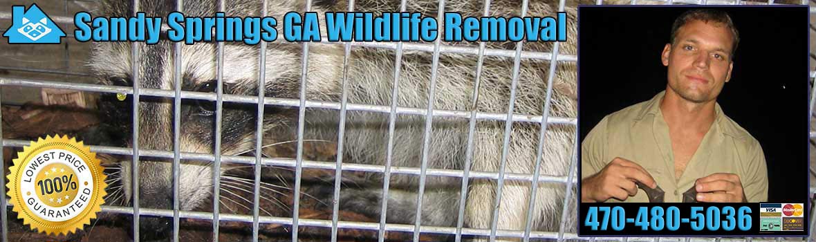 Sandy Springs Wildlife and Animal Removal