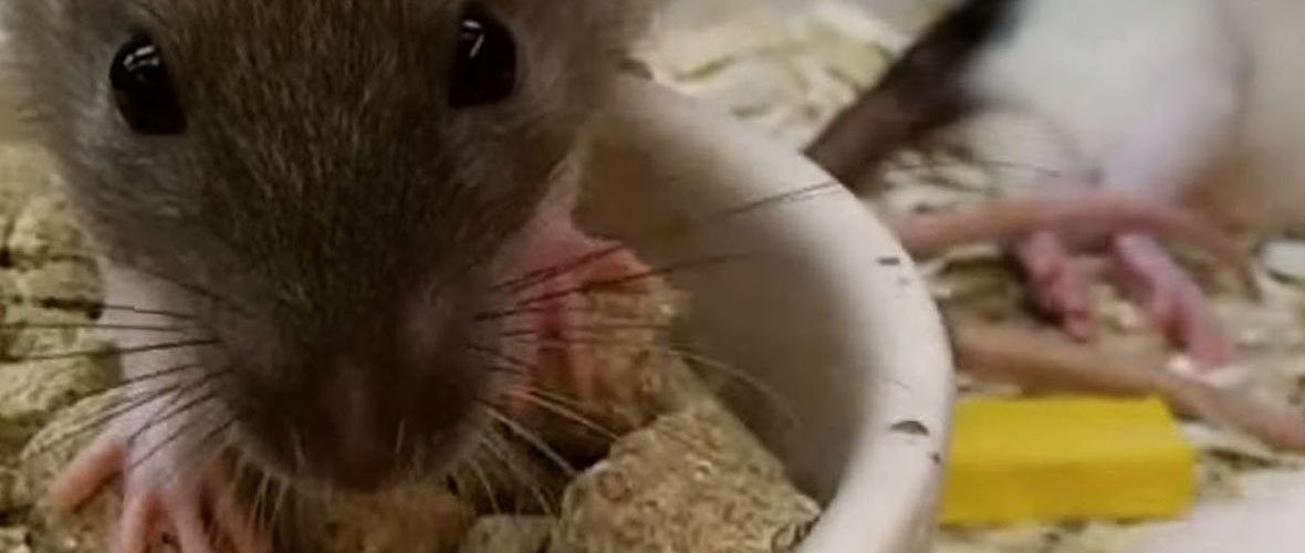 Why Do Mice Chew on Wires? Steps You Can Take to Prevent it